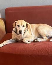 APRIL, Hund, Labrador Retriever in Spanien - Bild 2