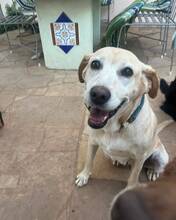 APRIL, Hund, Labrador Retriever in Spanien - Bild 4