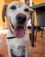 APRIL, Hund, Labrador Retriever in Spanien - Bild 5