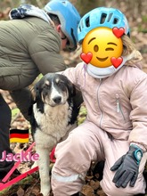 JACKIE, Hund, Griechischer Schäferhund in Hilden - Bild 1