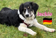 JACKIE, Hund, Griechischer Schäferhund in Hilden - Bild 12