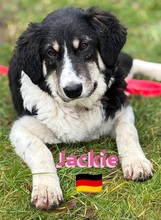 JACKIE, Hund, Griechischer Schäferhund in Hilden - Bild 13