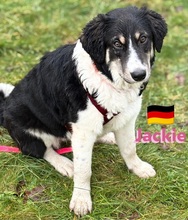 JACKIE, Hund, Griechischer Schäferhund in Hilden - Bild 14