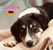 JACKIE, Hund, Griechischer Schäferhund in Hilden - Bild 2