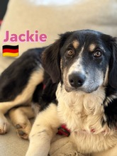 JACKIE, Hund, Griechischer Schäferhund in Hilden - Bild 3