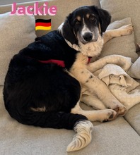 JACKIE, Hund, Griechischer Schäferhund in Hilden - Bild 4