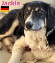 JACKIE, Hund, Griechischer Schäferhund in Hilden - Bild 5