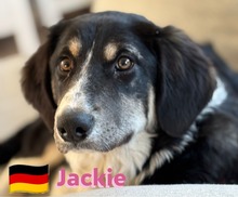 JACKIE, Hund, Griechischer Schäferhund in Hilden - Bild 6