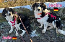 JACKIE, Hund, Griechischer Schäferhund in Hilden - Bild 7