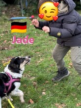 JADE, Hund, Griechischer Schäferhund in Hilden - Bild 1