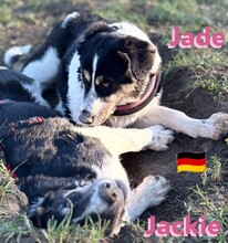 JADE, Hund, Griechischer Schäferhund in Hilden - Bild 10