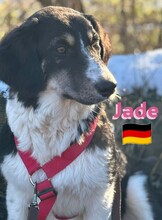 JADE, Hund, Griechischer Schäferhund in Hilden - Bild 12