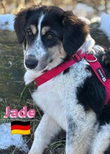 JADE, Hund, Griechischer Schäferhund in Hilden - Bild 13