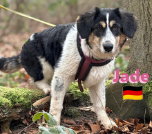 JADE, Hund, Griechischer Schäferhund in Hilden - Bild 14