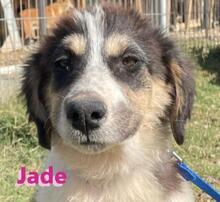 JADE, Hund, Griechischer Schäferhund in Hilden - Bild 3