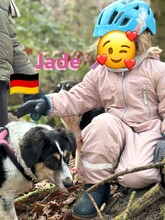 JADE, Hund, Griechischer Schäferhund in Hilden - Bild 9