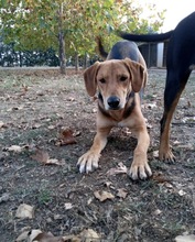 EDDIE, Hund, Griechische Bracke in Griechenland - Bild 2