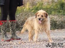 MUPPI, Hund, Mischlingshund in Slowakische Republik - Bild 4