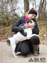 KALANI, Hund, Mischlingshund in Slowakische Republik - Bild 12