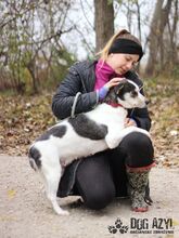 KALANI, Hund, Mischlingshund in Slowakische Republik - Bild 13