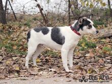 KALANI, Hund, Mischlingshund in Slowakische Republik - Bild 2