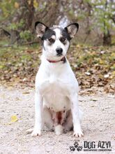 KALANI, Hund, Mischlingshund in Slowakische Republik - Bild 4