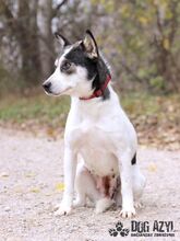 KALANI, Hund, Mischlingshund in Slowakische Republik - Bild 5