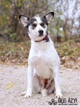 KALANI, Hund, Mischlingshund in Slowakische Republik - Bild 6