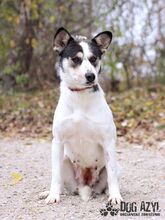 KALANI, Hund, Mischlingshund in Slowakische Republik - Bild 7