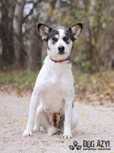 KALANI, Hund, Mischlingshund in Slowakische Republik - Bild 8