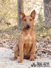 SCRAPPY, Hund, Mischlingshund in Slowakische Republik - Bild 1