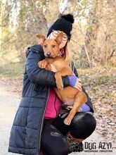 SCRAPPY, Hund, Mischlingshund in Slowakische Republik - Bild 10