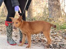 SCRAPPY, Hund, Mischlingshund in Slowakische Republik - Bild 2