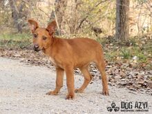 SCRAPPY, Hund, Mischlingshund in Slowakische Republik - Bild 5