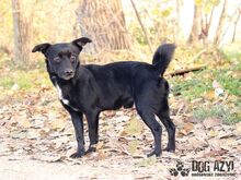 FRODO, Hund, Mischlingshund in Slowakische Republik - Bild 1