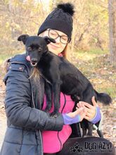 FRODO, Hund, Mischlingshund in Slowakische Republik - Bild 10