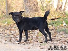 FRODO, Hund, Mischlingshund in Slowakische Republik - Bild 2