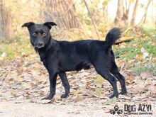 FRODO, Hund, Mischlingshund in Slowakische Republik - Bild 3