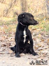 FRODO, Hund, Mischlingshund in Slowakische Republik - Bild 4