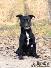 FRODO, Hund, Mischlingshund in Slowakische Republik - Bild 6