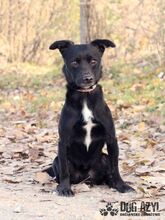 FRODO, Hund, Mischlingshund in Slowakische Republik - Bild 7