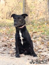 FRODO, Hund, Mischlingshund in Slowakische Republik - Bild 9