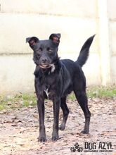 MERIADOC, Hund, Mischlingshund in Slowakische Republik - Bild 1