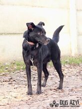 MERIADOC, Hund, Mischlingshund in Slowakische Republik - Bild 2