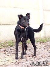 MERIADOC, Hund, Mischlingshund in Slowakische Republik - Bild 3