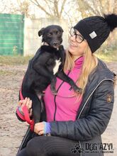 MERIADOC, Hund, Mischlingshund in Slowakische Republik - Bild 9