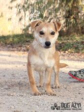 SAMWISE, Hund, Mischlingshund in Slowakische Republik - Bild 9