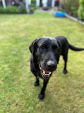 DAN, Hund, Labrador Retriever-Mix in Neusitz - Bild 10