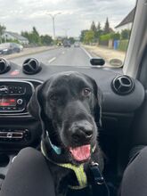 DAN, Hund, Labrador Retriever-Mix in Neusitz - Bild 13