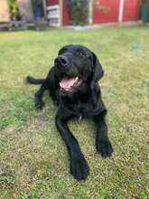 DAN, Hund, Labrador Retriever-Mix in Neusitz - Bild 14